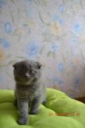 Шотландская вислоухая кошка.