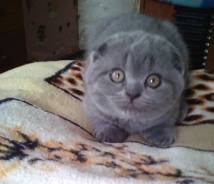 Британская кошка.