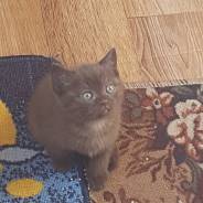 Шотландская вислоухая кошка.
