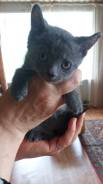 Шотландская прямоухая кошка.