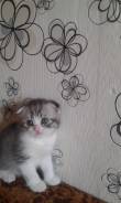 Шотландская вислоухая кошка.