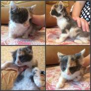 Котенок