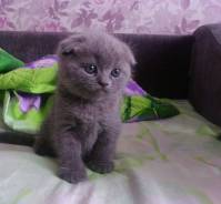 Шотландская вислоухая кошка.