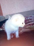 Шотландская вислоухая кошка.