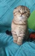 Шотландская вислоухая кошка.