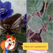 Фиалка.