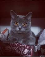 Шотландская кошка.
