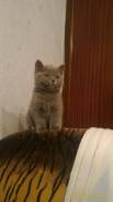 Шотландская прямоухая кошка.