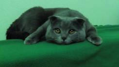 Шотландская вислоухая кошка.