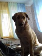 Собаки.