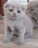 Шотландская вислоухая кошка.