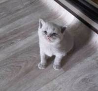 Шотландская прямоухая кошка.
