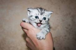Шотландская прямоухая кошка.