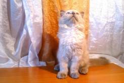 Шотландская прямоухая кошка.