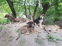 Собаки.