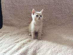 Шотландская кошка.