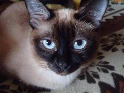 Тайская кошка.