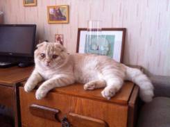 Британская кошка.