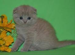 Шотландская вислоухая кошка.