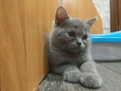 Шотландская прямоухая кошка.