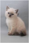 Шотландская прямоухая кошка.