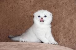 Шотландская вислоухая кошка.