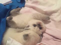 Шотландская прямоухая кошка.