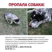 Собаки.