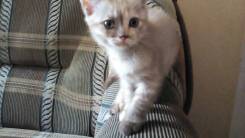 Шотландская прямоухая кошка.