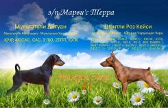 Цвергпинчер. Под заказ