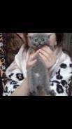 Шотландская прямоухая кошка.