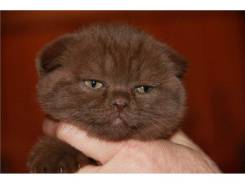 Шотландская прямоухая кошка.