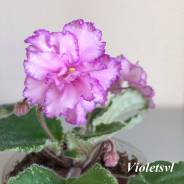 Сенполия.