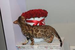 Бенгальская кошка.