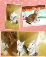 Отдам котёнка кошечку