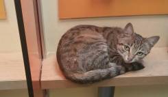 Кошки.