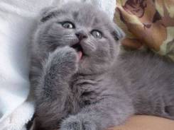 Шотландская вислоухая кошка.