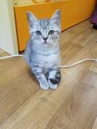 Британская кошка.