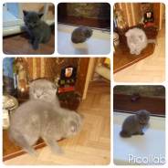 Британская кошка.