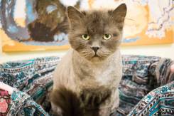Кошки.
