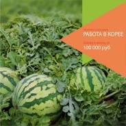 Работа в Корее.