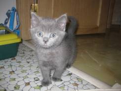 Шотландская прямоухая кошка.