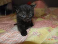 Шотландская прямоухая кошка.