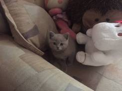 Шотландская прямоухая кошка.