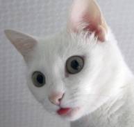 Кошки.