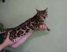 Бенгальская кошка.