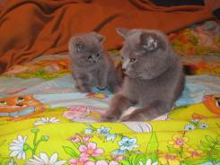 Шотландская прямоухая кошка.