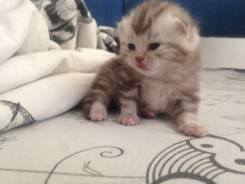 Шотландская прямоухая кошка.