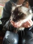 Сиамская кошка.