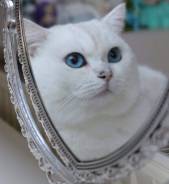 Британская кошка.